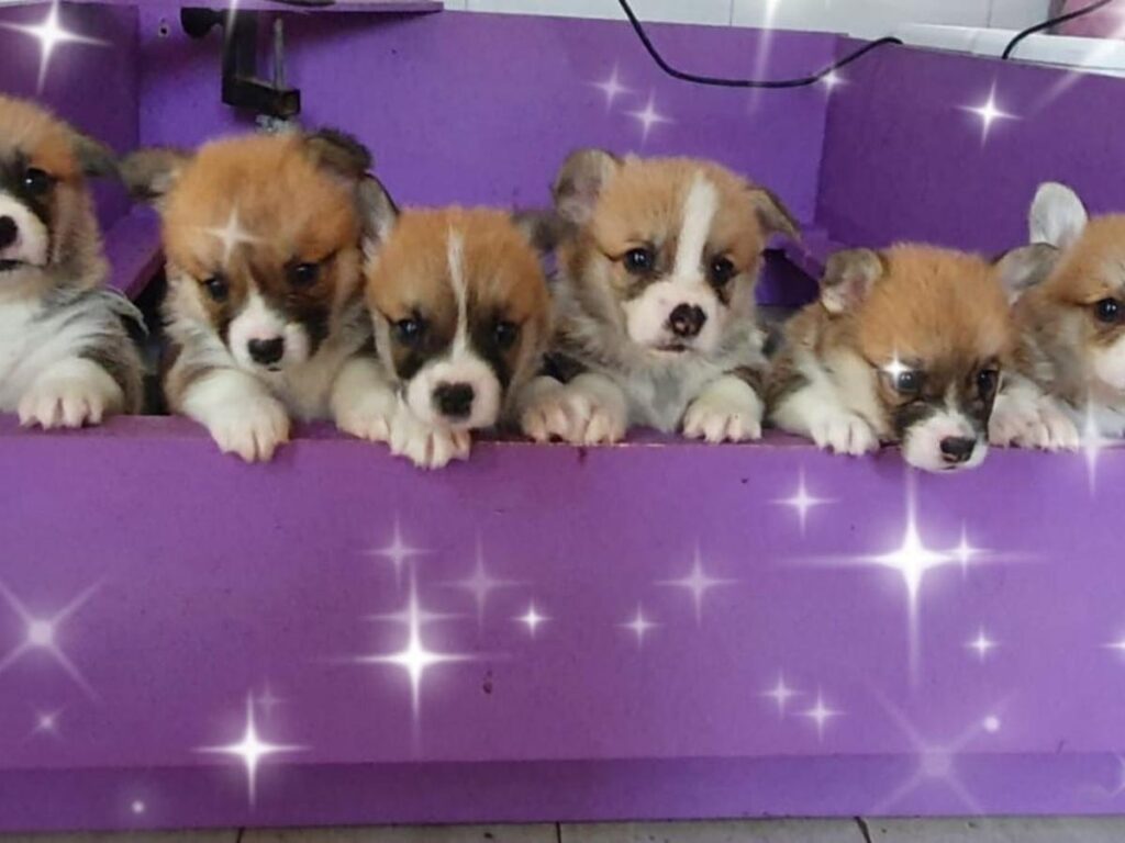 Cuccioli di Corgi Allevamento Oracle Kennel
