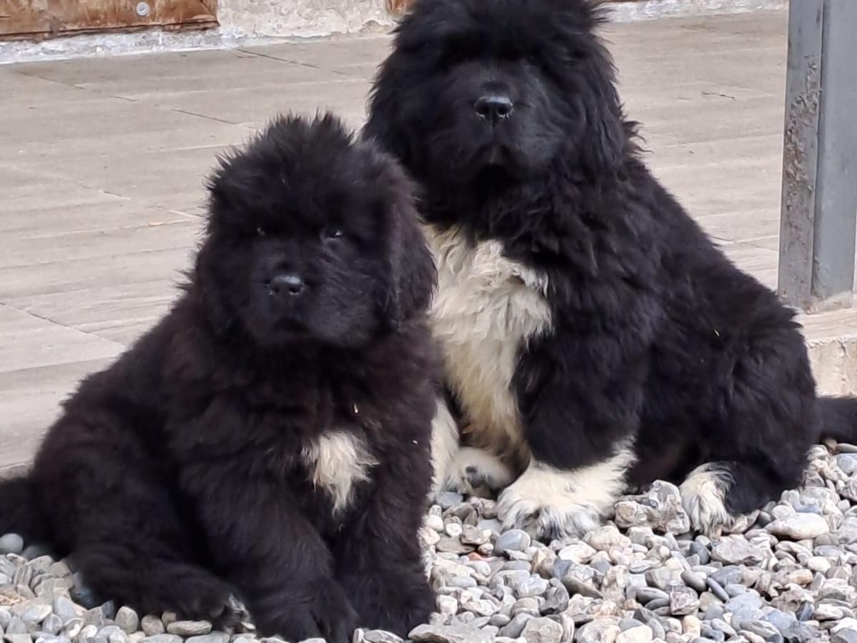 Quanto costa mantenere un Cane di Terranova?